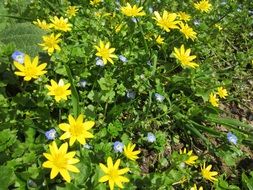 Ranunculus ficaria wildflowers