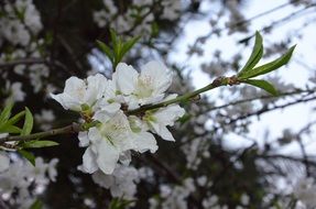 white flowers on a thin branch of a tree