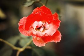 most beautiful ruby flowers