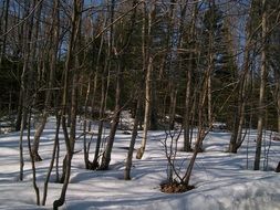 Trees among the snow in the forest