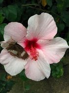 Butterfly on a pale pink flower