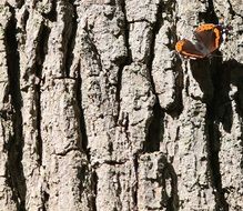 tree stump and wonderful butterfly