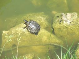 small cute turtle in pond