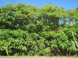 View on the green thicket of the Rhus typhina