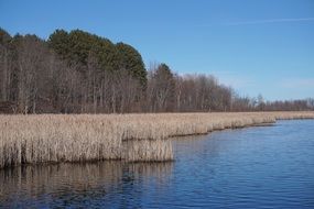 landscape of dry reed in the lake water