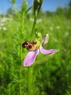 Ophrys apifer among green grass