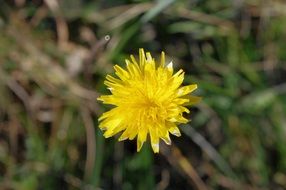 yellow mountain flower close up