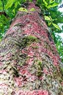 tree trunk with a red bloom