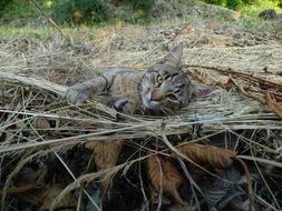 domestic cat on the straw