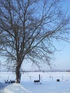 photo of ebony and panorama of a snowy field in a village