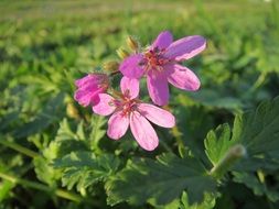 tender redstem filaree flowers