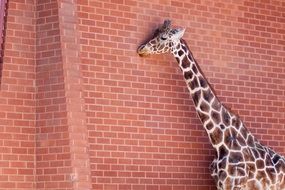 giraffe near the brick wall of the zoo