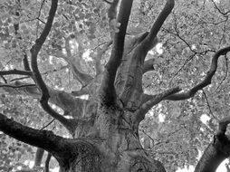 branchy tree black and white