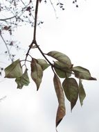 dry autumn leaves on branch at cloudy sky