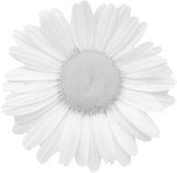 graphic image of a dull black and white flower