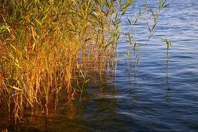 Marsh grass near the water