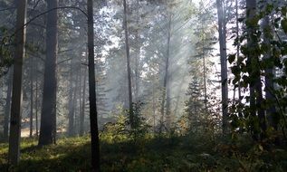 Sun rays through the fog in the beautiful and colorful forest