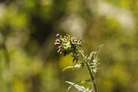 photo of plant on cloudy background
