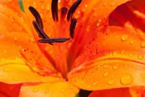 Closer view of blossoming lily flower