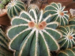 close up viiew of cactus as a work of art