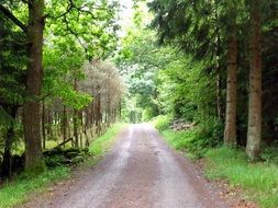 Footpath in a forest