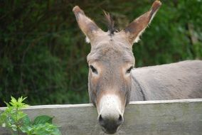 donkey behind a fence on a farm