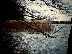high reed in the autumn lake in the park