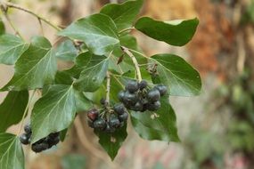 black berries on a bush in summer