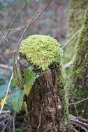 Moss covered wood