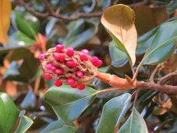 magnolia seeds on a branch
