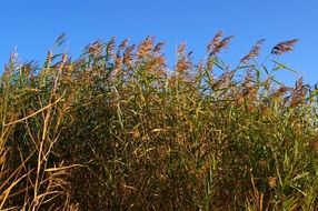 Bottom view of marsh plants