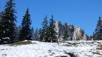 winter forest in the mountains
