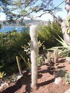 cactus in a sunny garden