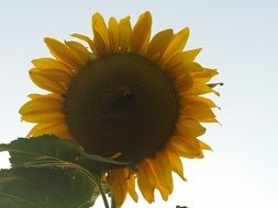 yellow sunflower against a pale sky