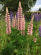 Pink lupinien plants
