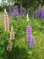 purple lupins on a meadow in the mountains