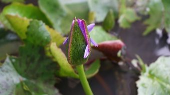 closed purple lotus bud