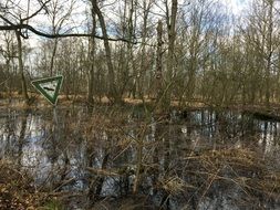 Bog among the beech forest