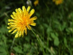 beautiful photo of a yellow dandelion