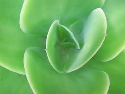 plant with green thick leaves close-up