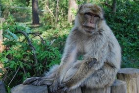 monkey portrait in the forest