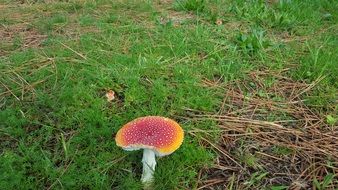 bright poisonous mushroom on green grass