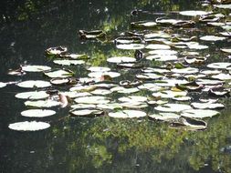 green lily pads on the water