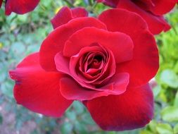 red rosebush macro