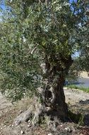 Green tree olive nature old