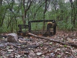 burned bench in the forest