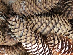 natural pine cones