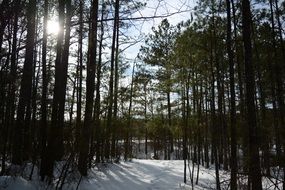 Winter snow Forest Trees sunshine view