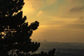 tree silhouette against the early morning