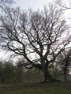 old bare tree in the forest